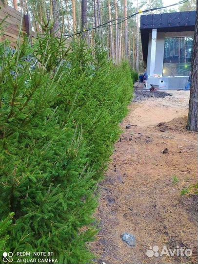 Ель обыкновенная