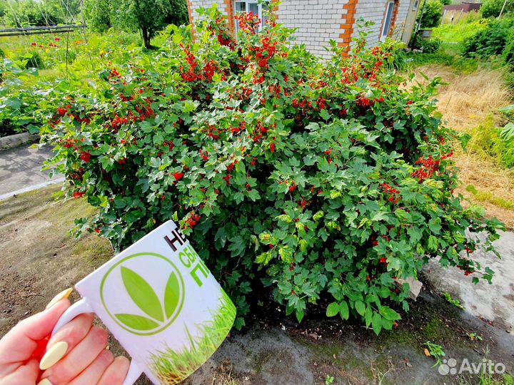 Кусты смородины и крыжовника