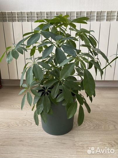 Шефлера в горшке