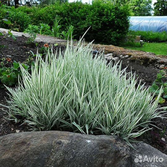 Фалярис (декоративная трава)