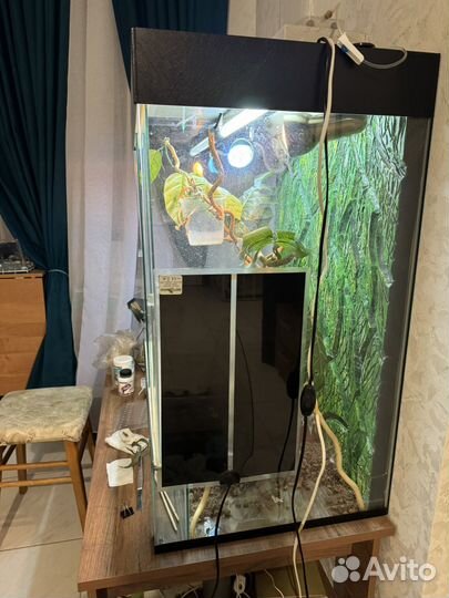 Хамелеон с террариумом