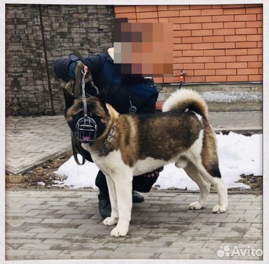 Американская Акита