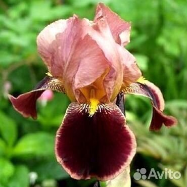 Ирисы бородатые сортовые