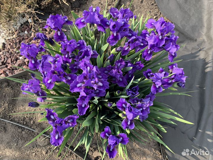 Продам ирисы