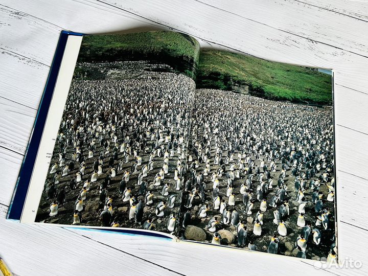 Пингвины. Мир животных