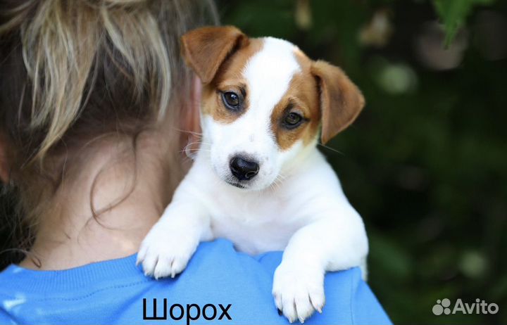 Шикарные щенки Джек Рассел терьера с документами