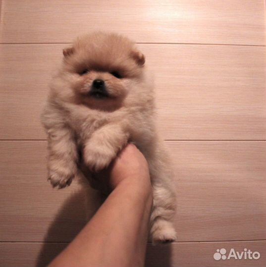 Малыши шпицы