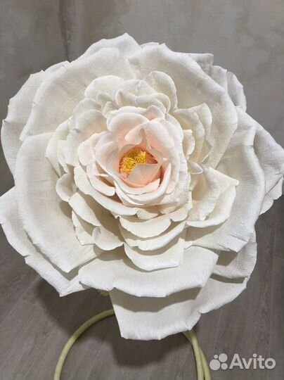 Ростовой цветок роза