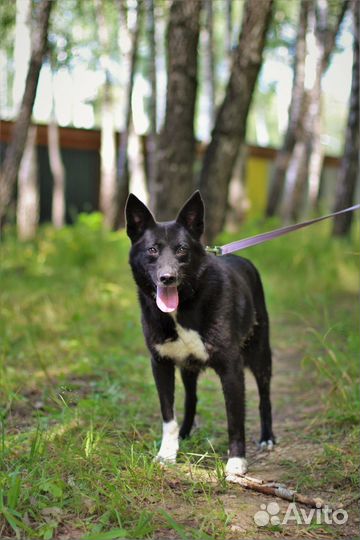 Собака в добрые руки