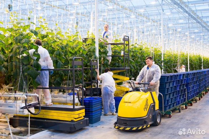 Работник в тепличный комплекс