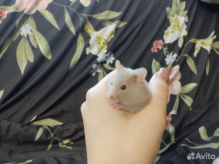 Сирийский хомяк