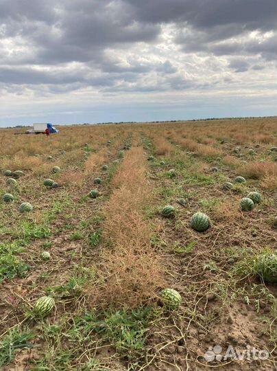 Арбузы суходол