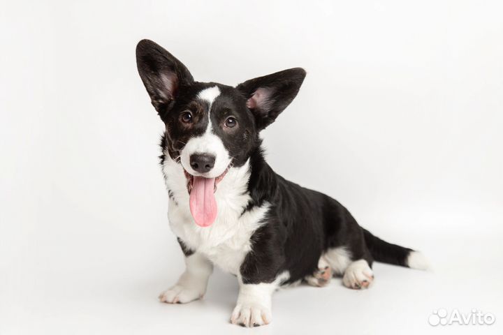 Щенки вельш Корги кардиган