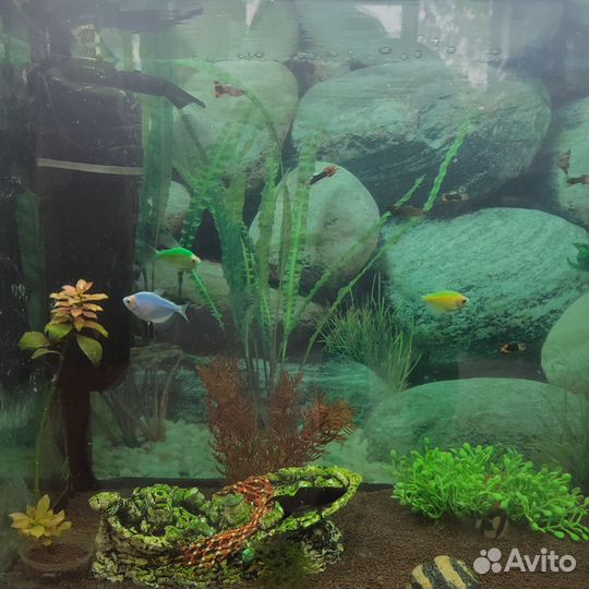 Аквариум с рыбками