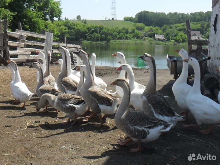 Инкубационное яйцо Гуся