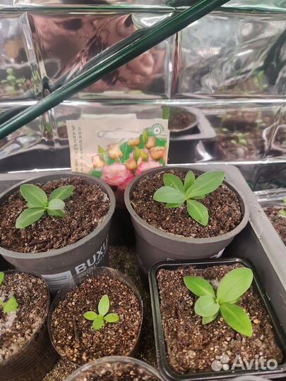 Эустома рассада. Ирландская роза 4шт