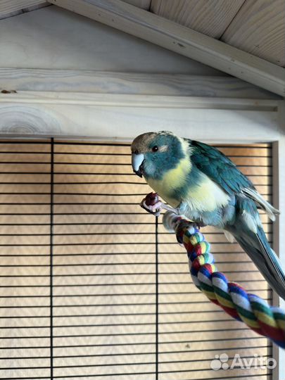 Попугай какарик