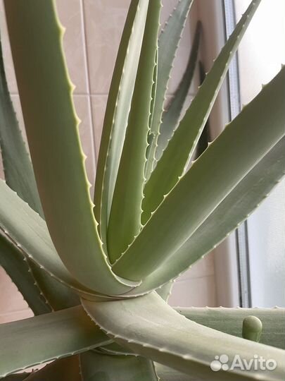 Алоэ вера лечебный