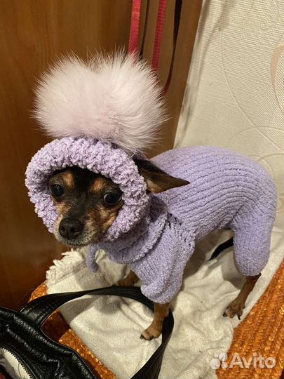 Шапочки для собак одежда