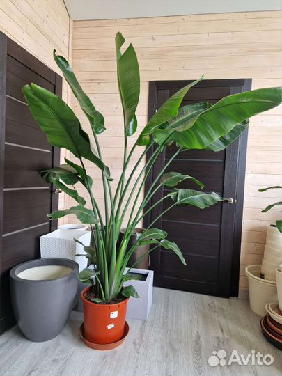 Стрелиция Николая высокая красивая