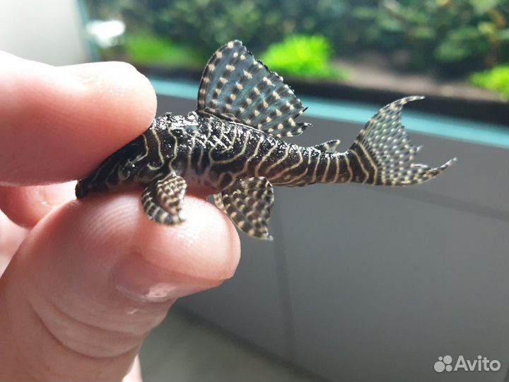 Hypancistrus sp. L-260 Queen Arabesque