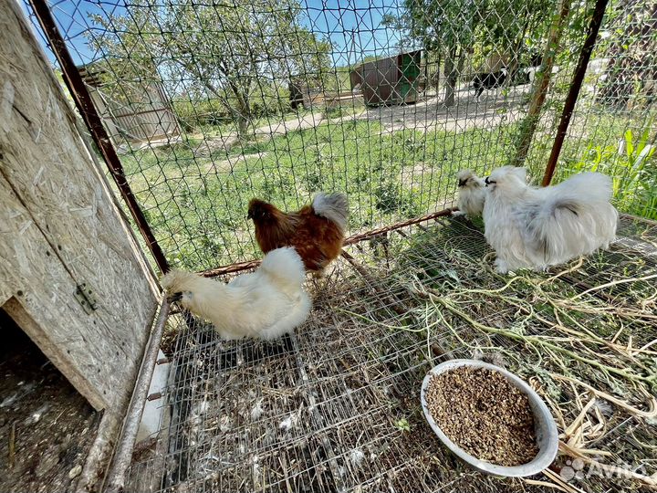 Китайская шелковая