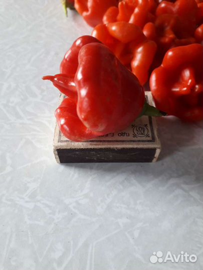 Острый перчик 