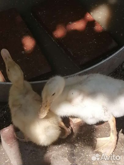 Утята Муларды