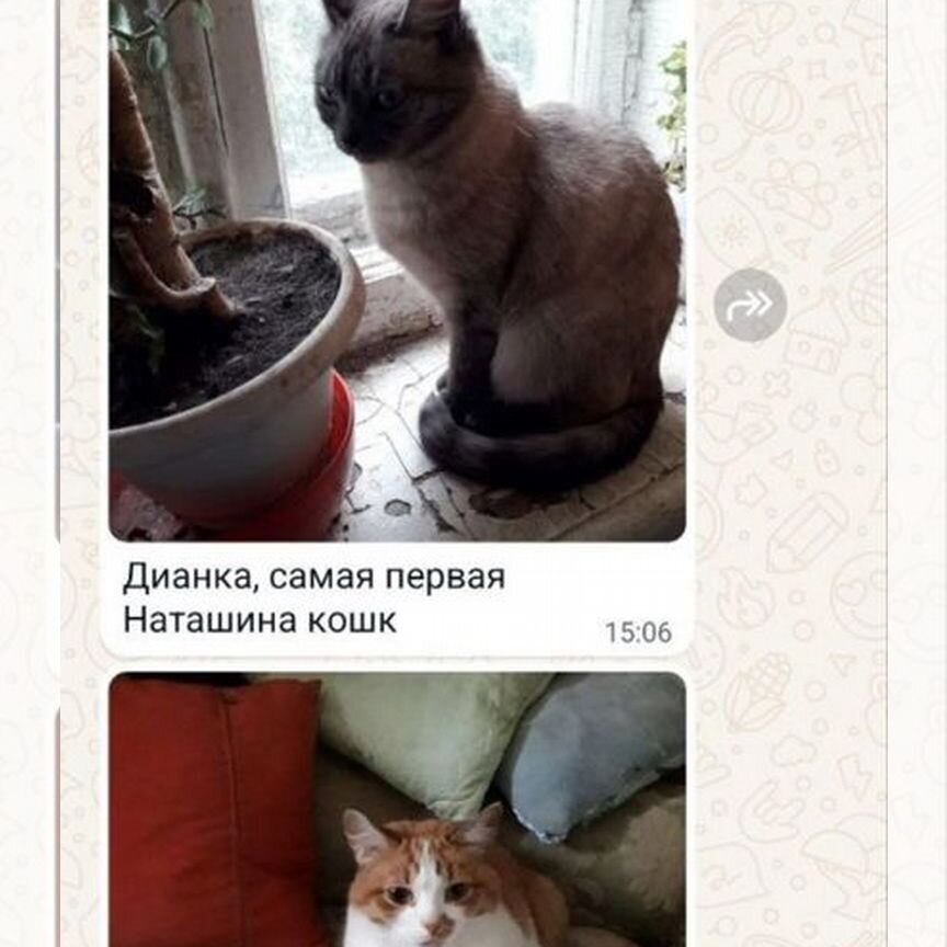 Котики ищут дом