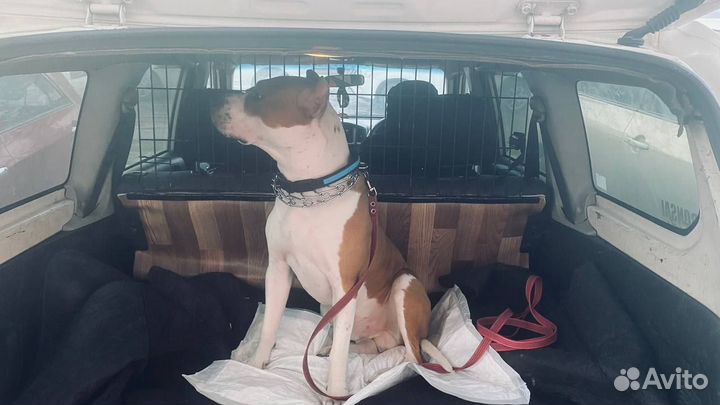 Зоотакси Красноярск