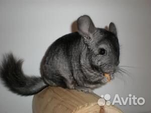 Шиншиллы,дегу,декоративные кролики