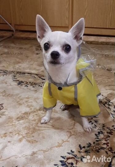 Дождевик с капюшоном для собак s желтый (унисекс)