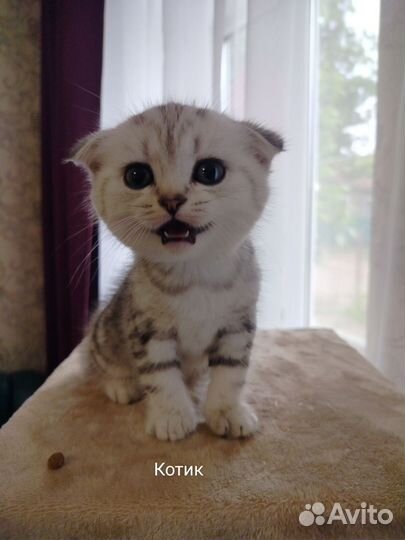 Шотландская