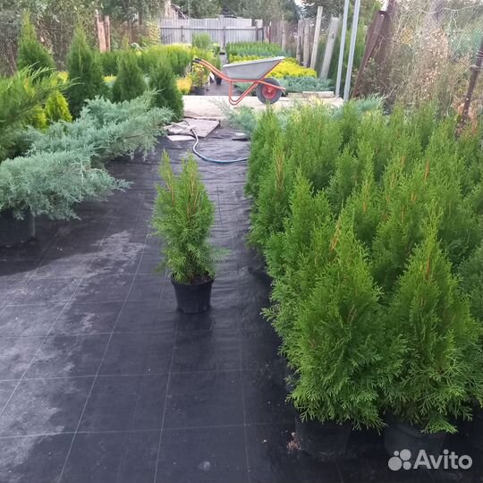 Туя Западная Смарагд