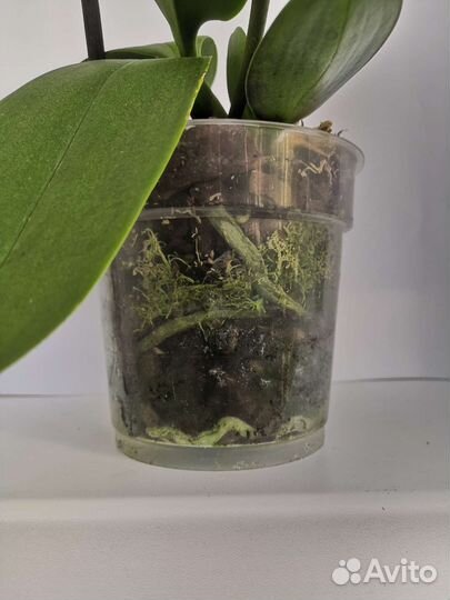 Орхидея фаленопсис