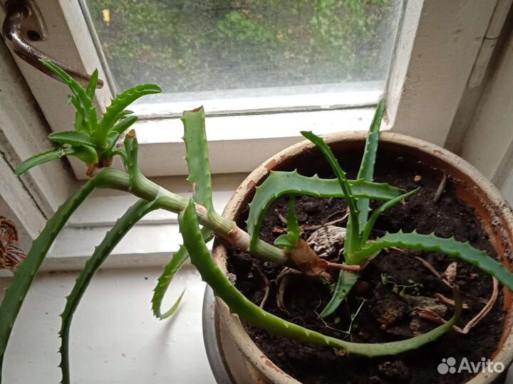 Алоэ лечебный