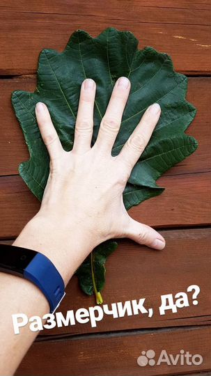 Дуб дальвосточный