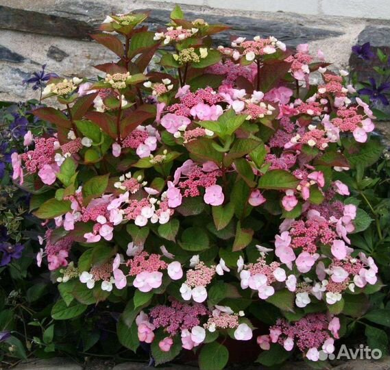 Гортензия крупнолистная 