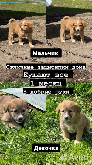 Щенки в добрые руки