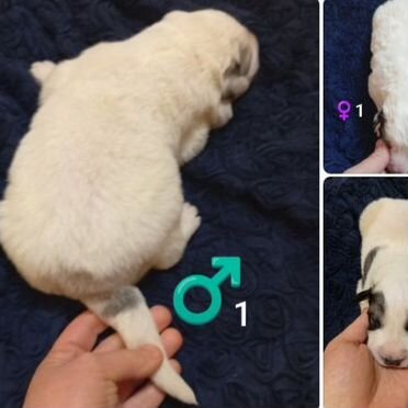 Пиренейская горная собака, щенок