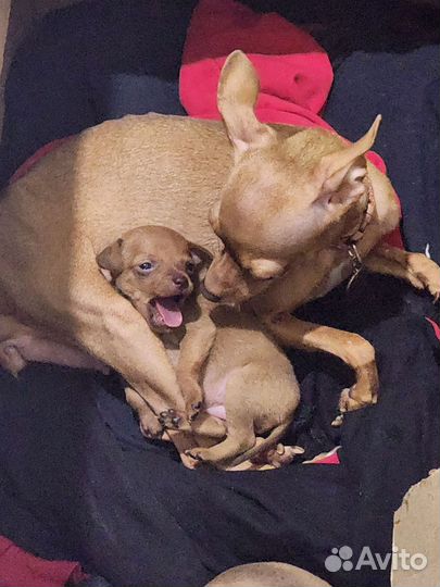 Той-терьер щенки