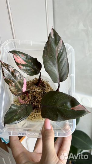 Филодендрон розовая принцесса