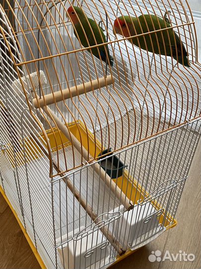 Попугай неразлучники