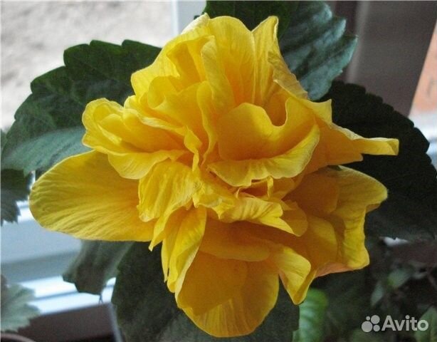 Фикусы,хойи,хвойные,бегонии