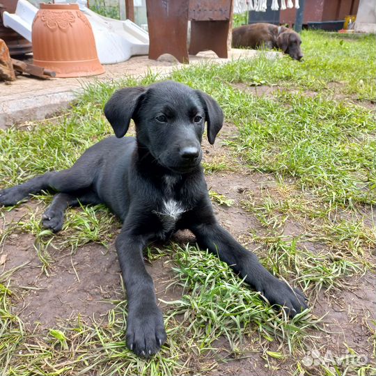 Щенок дратхаара