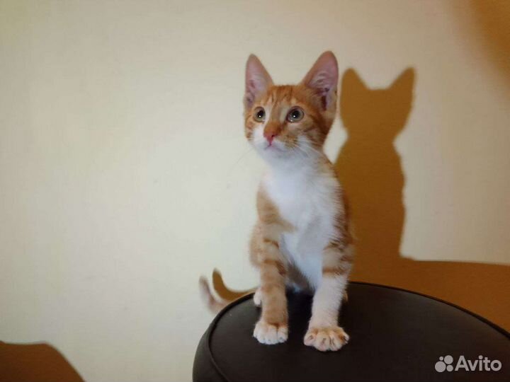 Рыжий котенок