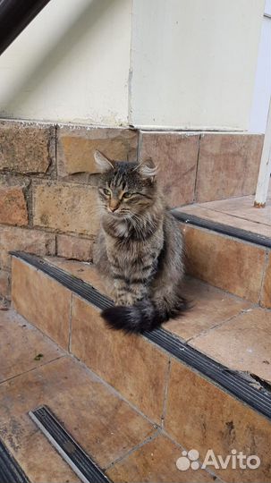 Выброшенная ласковая кошка ищет новый дом