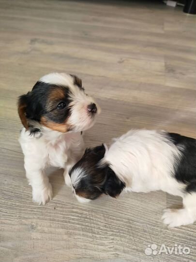 Щенки бивер йорка