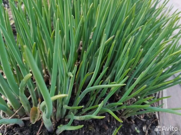 Лук многолетний