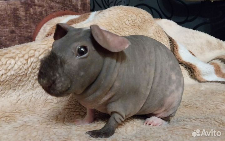 Скинни Морские свинки